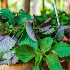 Perilla (Shiso) Jeok Ssam Ip Seeds – 500mg for Planting, Heirloom Herb, Red-Leafed, High Yield, Heat Tolerant, Garden & Container