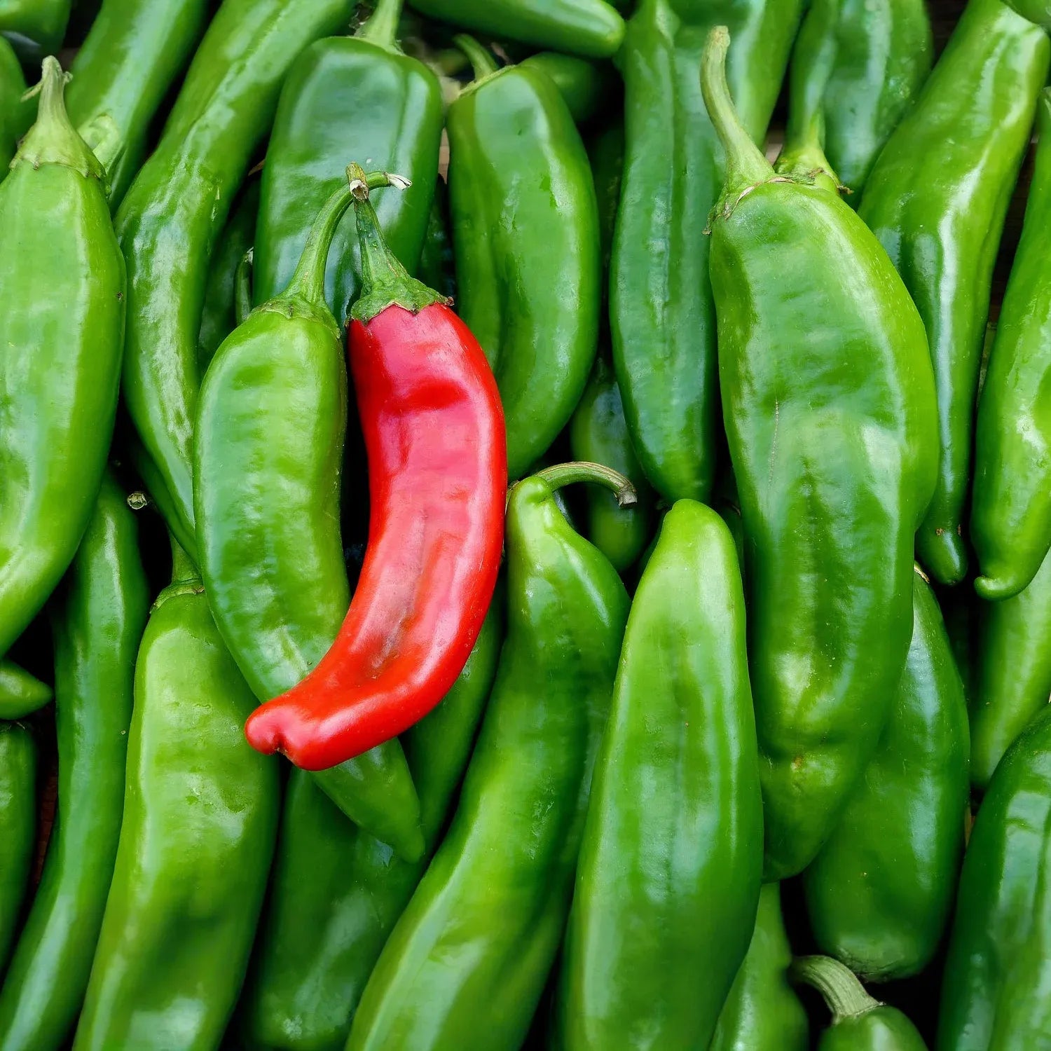 Sonora Mild Hot Pepper Seeds 250mg | Capsicum annuum | Non-GMO, Heirloom, Mild Heat, High-Yield, Perfect for Salsas, Roasting, and Cooking