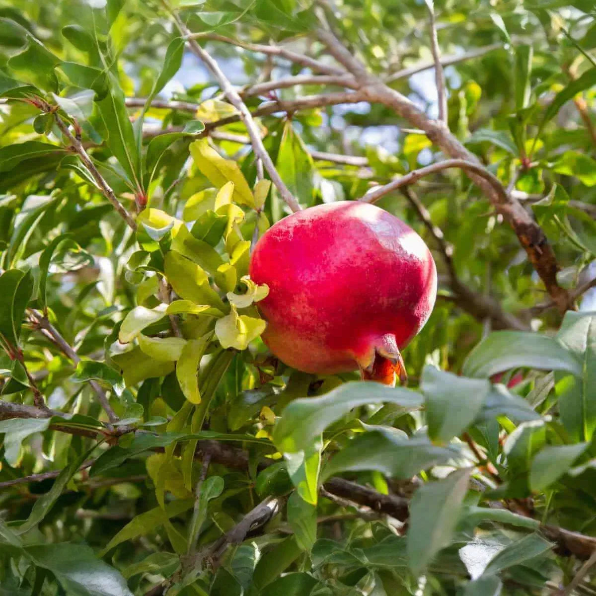 8 Pcs Organic Pomegranate Unrooted Cuttings 9" Long - Punica Granatum - Grow Your Own Pomegranate Tree, Natural & Healthy