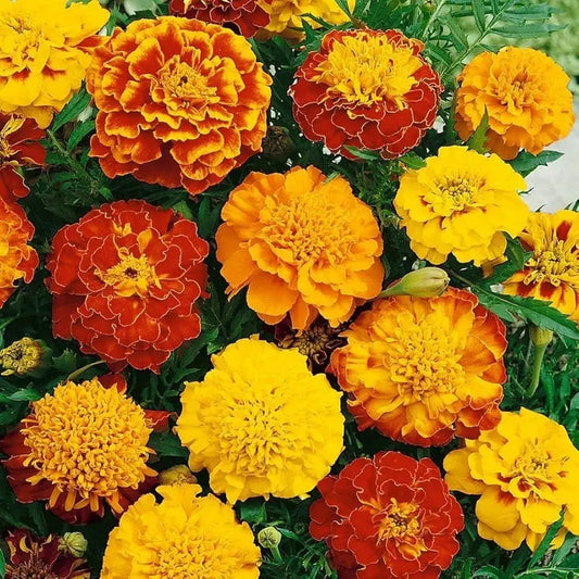 Petite Mixture Flower Seeds – 500mg for Planting, Compact Colorful Blooms, Ideal for Borders, Containers, Pollinator-Friendly Annual Mix