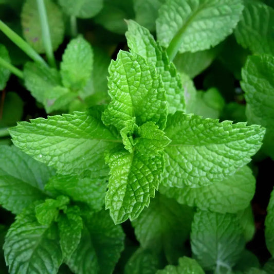 Peppermint Seeds | Heirloom - Non-GMO | 500 Seeds | Fragrant Herb | Culinary & Decorative Uses | USDA Zones 3-10 |