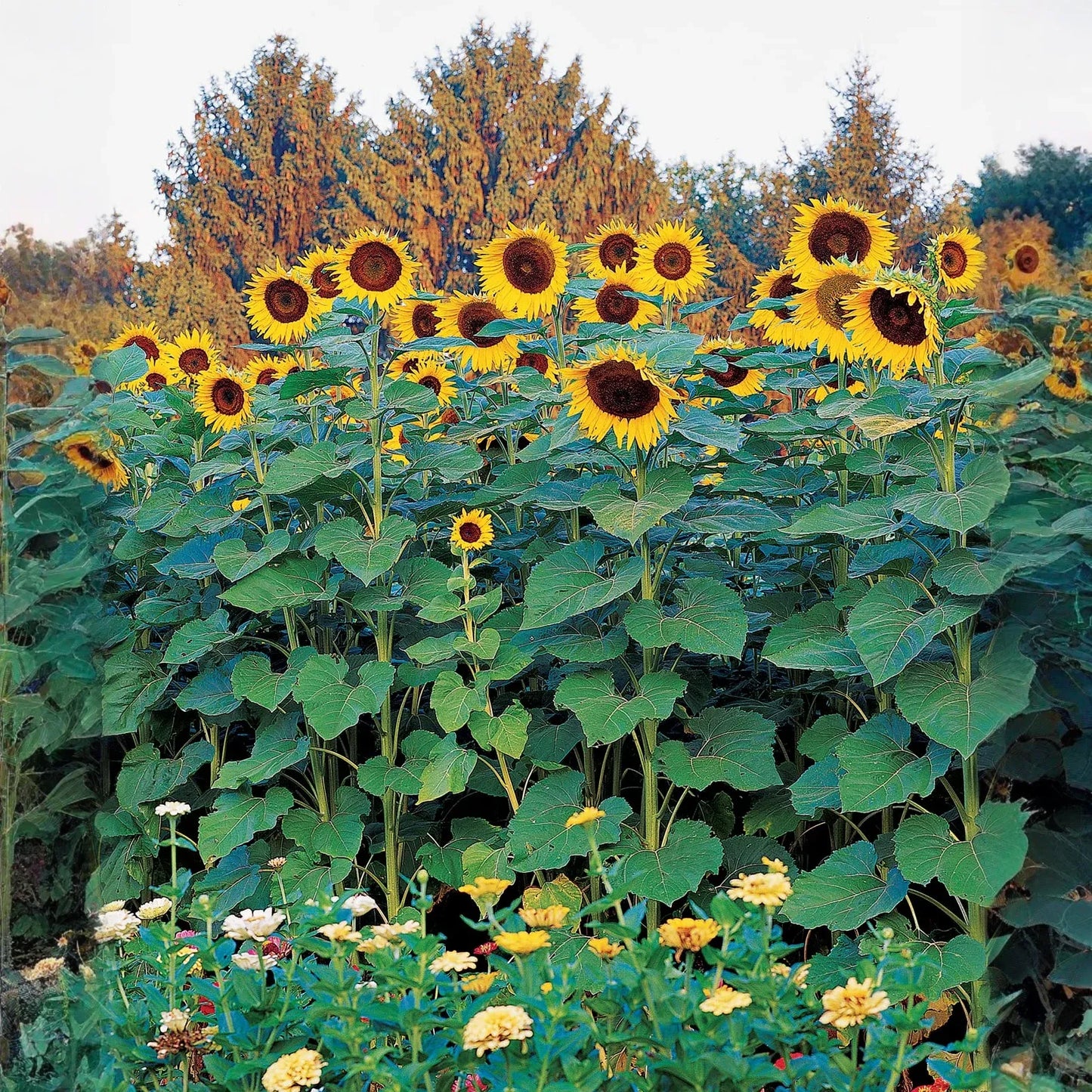 25 Seeds Sunflower Skyscraper, 144" Tall, Huge Edible Flowers, Heirloom Non-GMO, Giant Sunflower, Great for Gardens & Pollinators