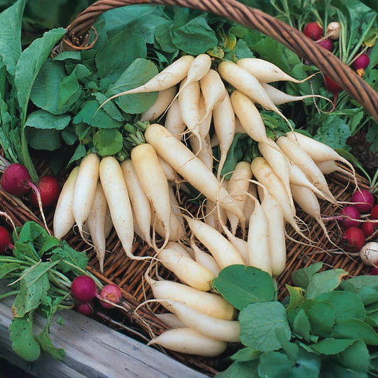 White Icicle Radish Seeds | Heirloom | 3-6" Tapered Roots | Heat Tolerant | Zones 3-10 | Non-GMO |