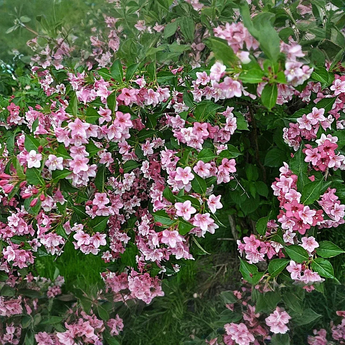 100 Weigela Florida Bush Seeds - Old-Fashioned Pink & White Flower Shrub (Weigela florida) - Hardy, Perennial, Beautiful Garden Shrub
