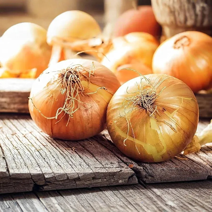 100 Seeds Walla Walla Sweet Onion – Allium cepa, Large Mild Onions, Garden Favorite