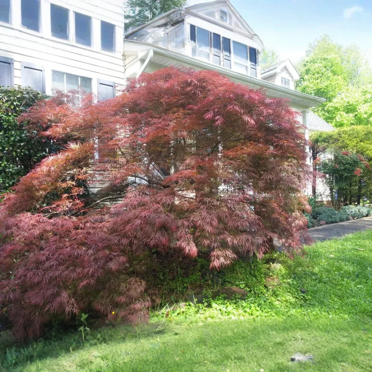 10 Thin Japanese Maple Weeping Tree 'Garnet' Unrooted Cuttings for Rooting & Grafting (6-7") - Acer palmatum