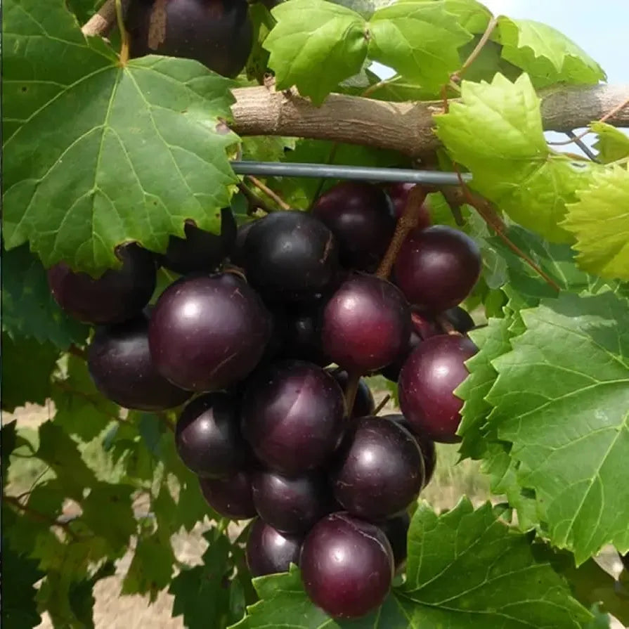 Muscadine Grape Seeds (Vitis rotundifolia) | 5 Seeds | Sweet Edible Grapes | Native Vine | Ideal for Wine & Jellies