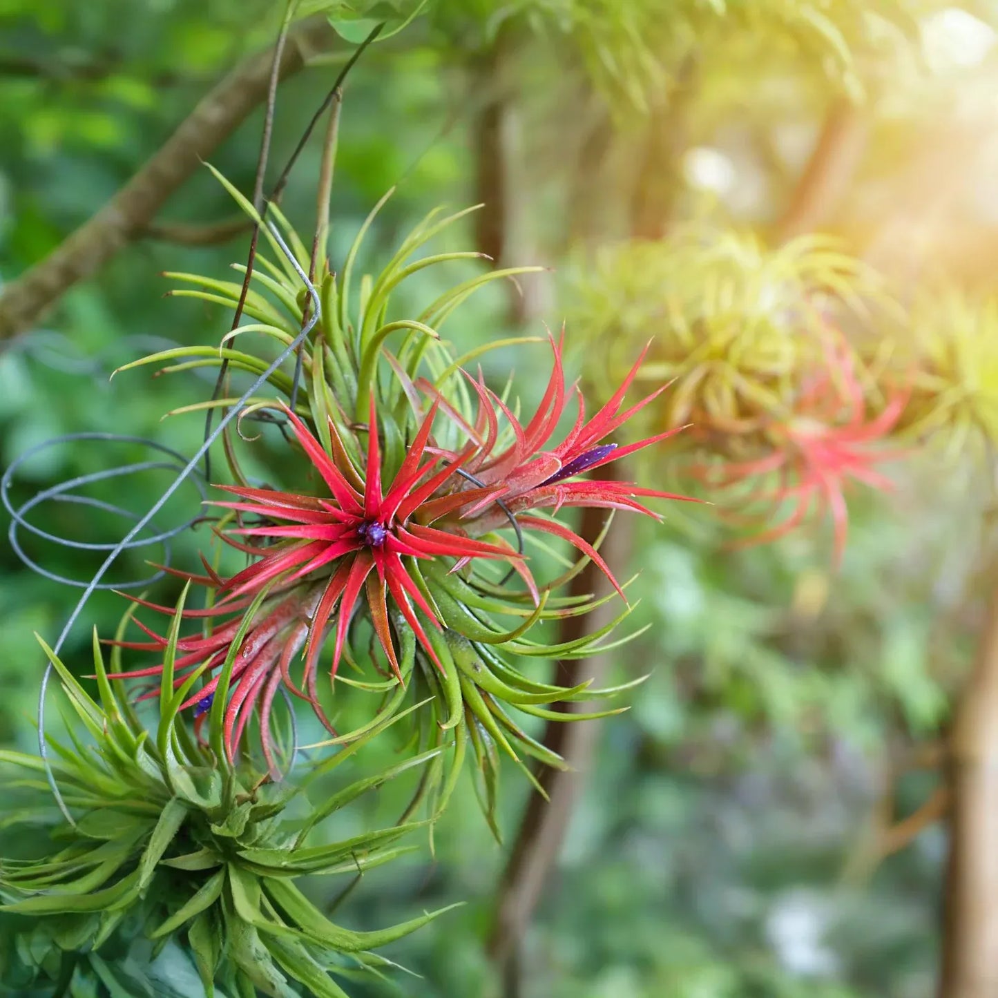 5 Bare Root Ionantha Fuego Red Air Plants, Low Maintenance, Exotic Variety, Tillandsia