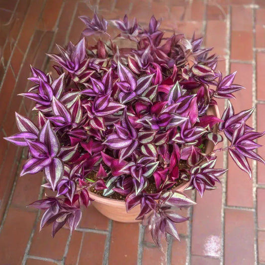 10 Unrooted Cuttings 5-7" Wandering Jew Tradescantia Purple Zebrina Plant | Easy to Grow, Indoor Hanging Vine, Gorgeous Variegated Leaves