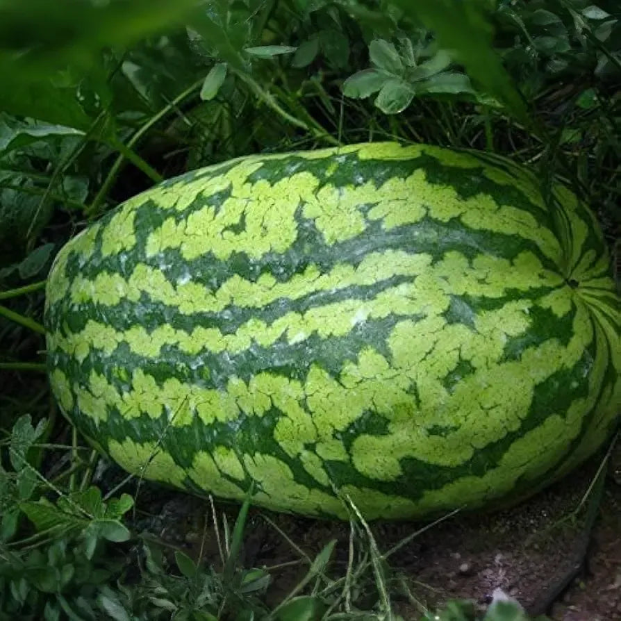 Carolina Cross Watermelon Seeds – 50+ Giant Fruit Seeds – Heirloom Variety for Sweet Pink Flesh & High-Yield Garden Harvest – USA