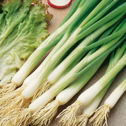 White Lisbon Onion Seeds | Heirloom - Scallion/Bunching | 250-25,000 Seeds | Mild & Crisp | USDA Zones 3-9 |
