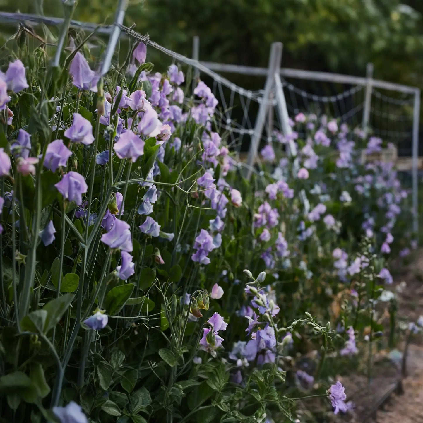 50+ Chatsworth Sweet Pea Seeds – Fragrant Lavender-Blue Blooms for Garden Planting, Climbing Vines for Trellises & Bouquets – USA