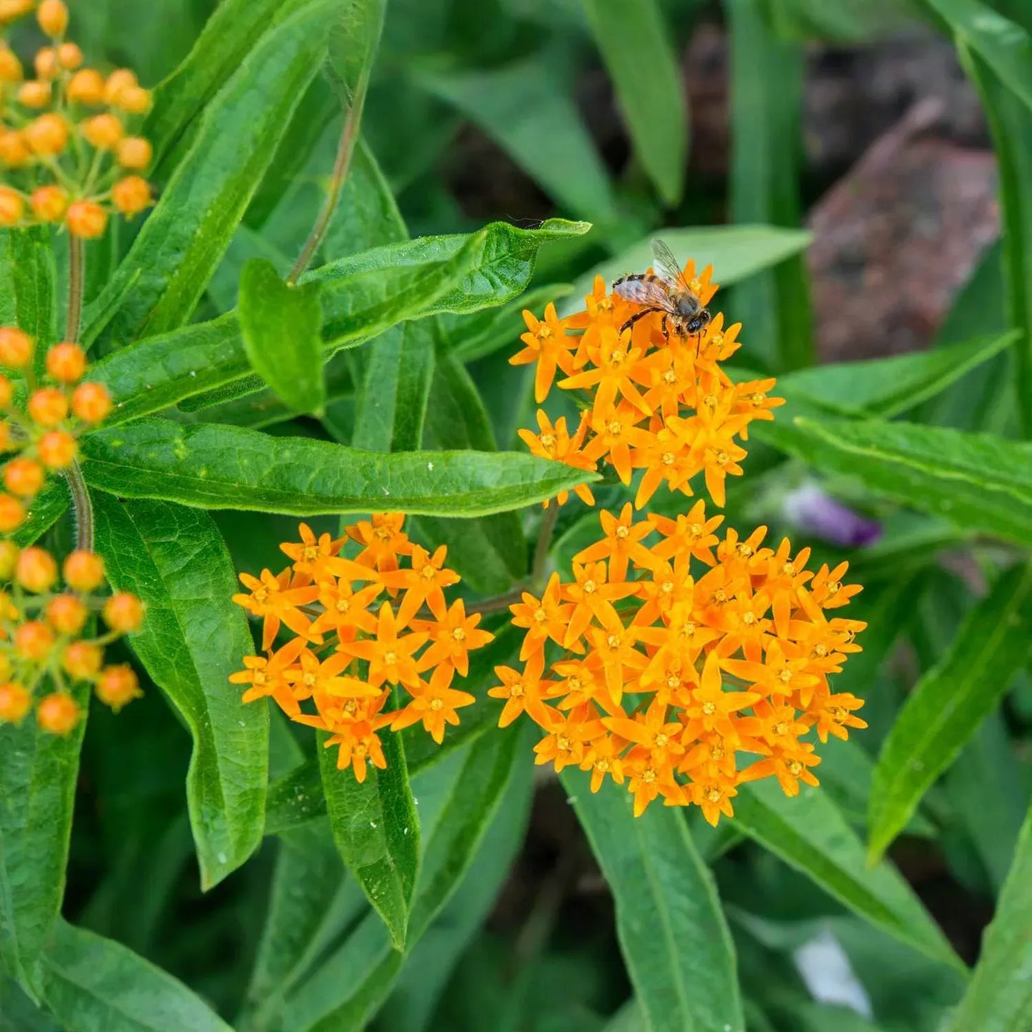 5 Butterfly Weed Plants, Asclepias tuberosa, Perennial Bare Root, Monarch Butterfly Attracting
