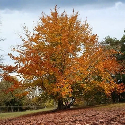 1 Fagus grandifolia American Beech Tree - Live Bare Root Plant 1-2 Feet for Zones 3-9