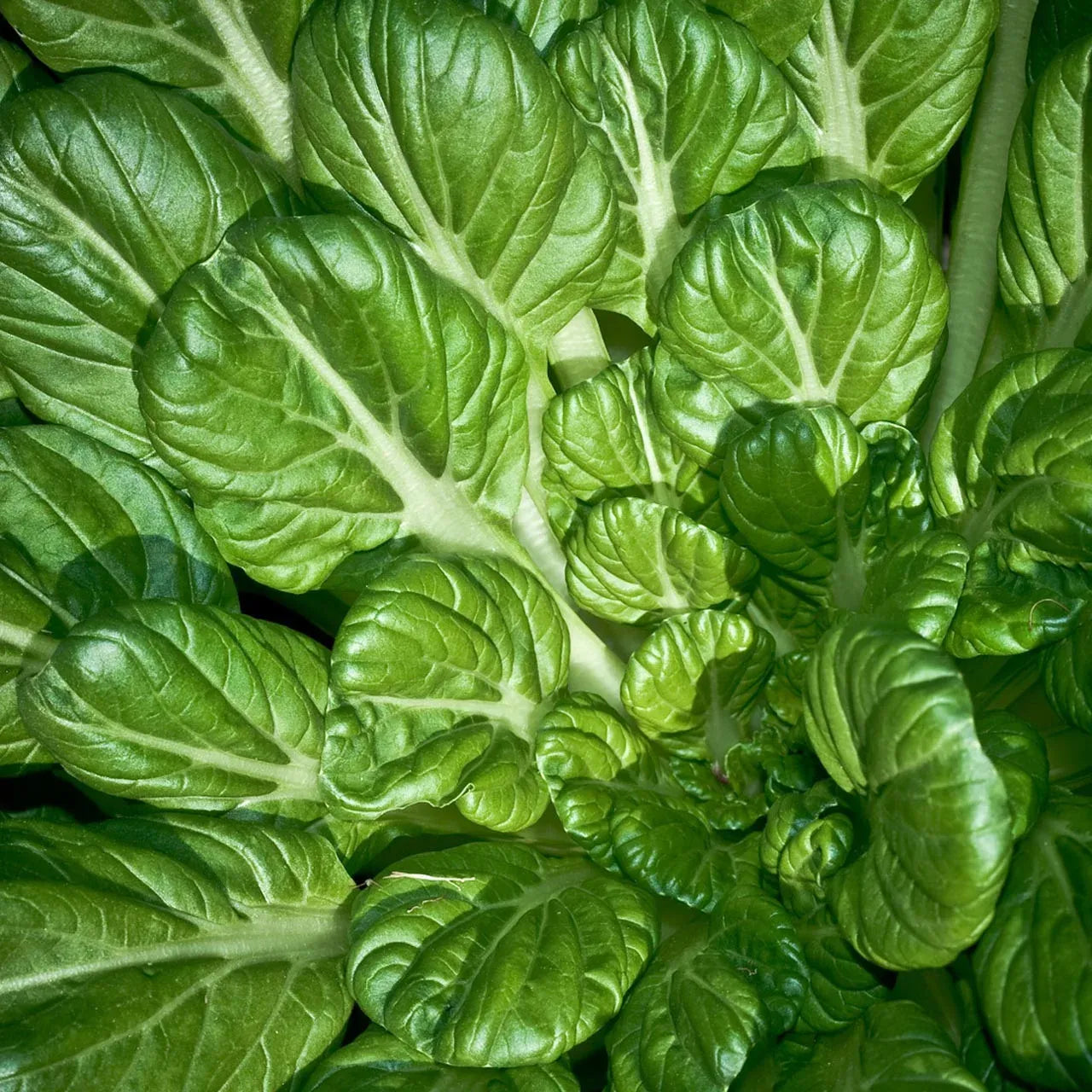 500mg Pak Choi Tatsoi Seeds for Planting - Heirloom Non-GMO Asian Greens - Fast-Growing for Stir-Fries, Salads & Garden Vegetables