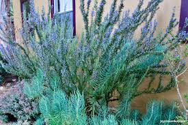 Lot of 2 Rosemary Cuttings - Live Plants, 5-8” Rooted Bare Root
