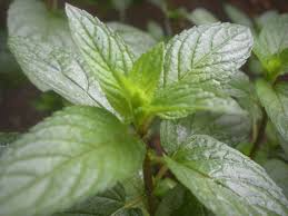 500 Seeds Peppermint, Mentha × Piperita, Aromatic Herb for Teas, Culinary Use, and Natural Remedies