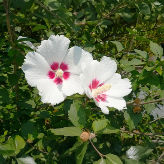 Set of 10 Unrooted Rose of Sharon Cuttings - Mix of White & Purple Hibiscus syriacus - Perfect for Planting, Grafting, and Propagation