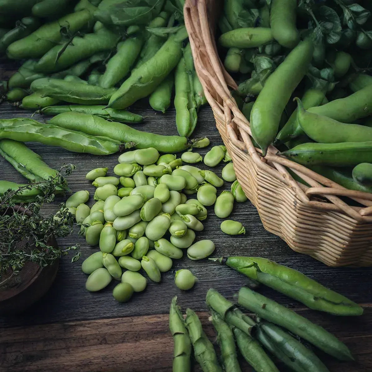 5 Seeds Fava Bean - Vicia faba | Heirloom Bean for Planting, Gardening & Culinary Use | Nutrient-Rich, Versatile Legume