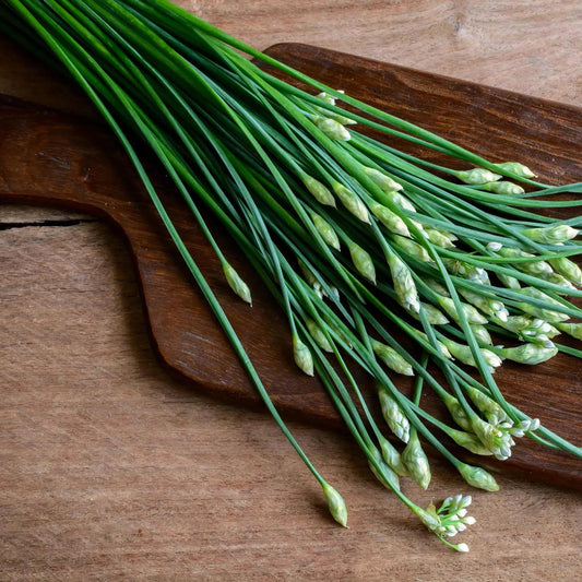 Garlic Chives Seeds – 300mg for Planting, Heirloom Variety, Fragrant Flavorful, High Yield, Perennial Herb, Garden & Container