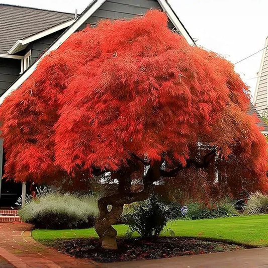 10 Seeds Acer Grosseri (Grosser Maple) for Planting - Unique Hardy Tree, Perfect for Bonsai, Gardens & Landscaping - Rare, Exotic Tree Seeds