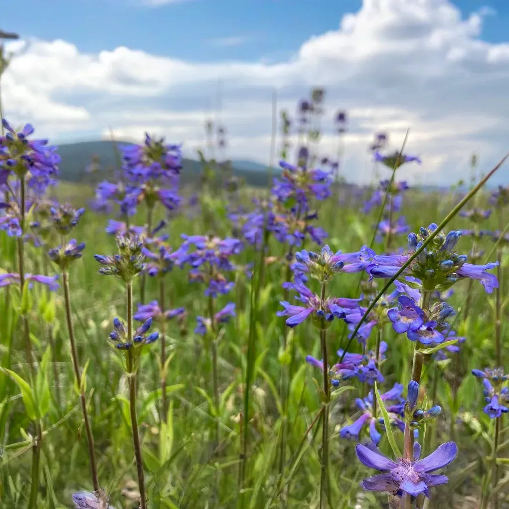 100 mg Seeds Penstemon Rydbergii (Rydberg's Penstemon) for Planting | Native Wildflower for Pollinator Gardens & Low-Maintenance Landscapes