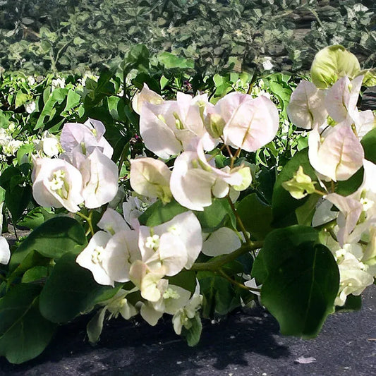 Vera White Bougainvillea Starter Plant | Well-Rooted Plug | Evergreen Vine or Shrub | Live Plant | USDA Zones 7+ | USA Seller
