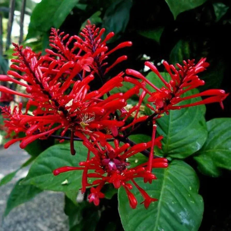 Odontonema Firespike (Pagoda Flower) | Odontonema strictum Live Plant | Vibrant Red Blooms | Butterfly & Hummingbird Magnet