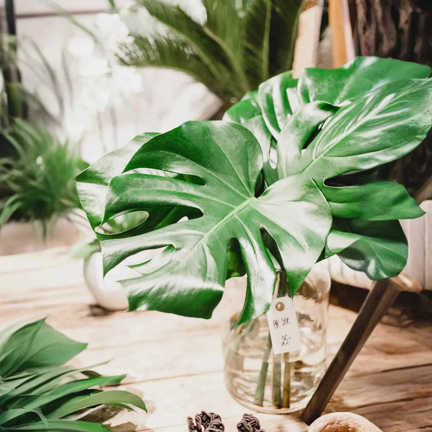 1 Large Monstera Deliciosa Rooted Cutting - Tropical Live Plant