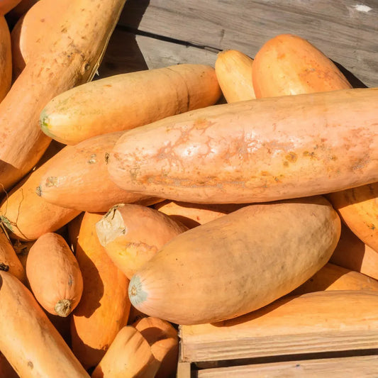 10 Seeds Jumbo Pink Banana Squash (Cucurbita maxima) – Heirloom Variety, Sweet & Versatile