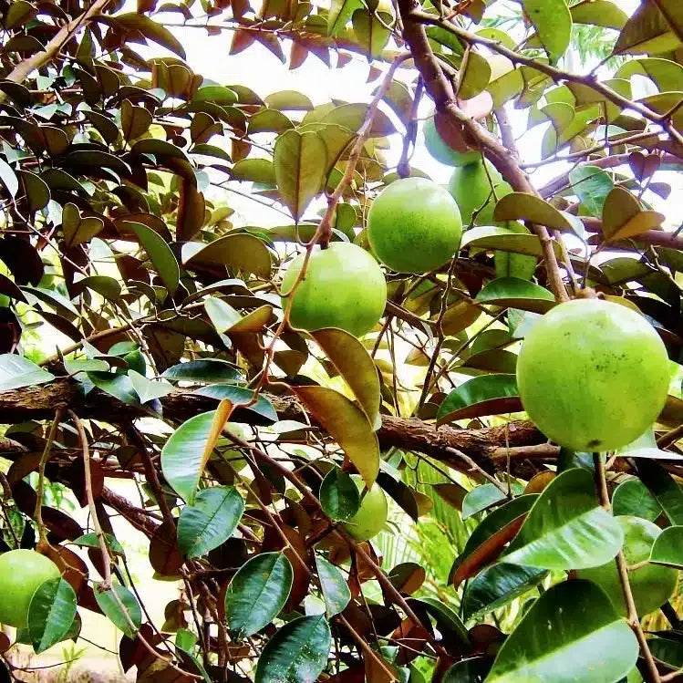 White Star Apple Starter Plant (Chrysophyllum cainito) - Live Caimito Fruit Tree 12″-24″ - Tropical, Sweet Fruit for Garden & Orchard