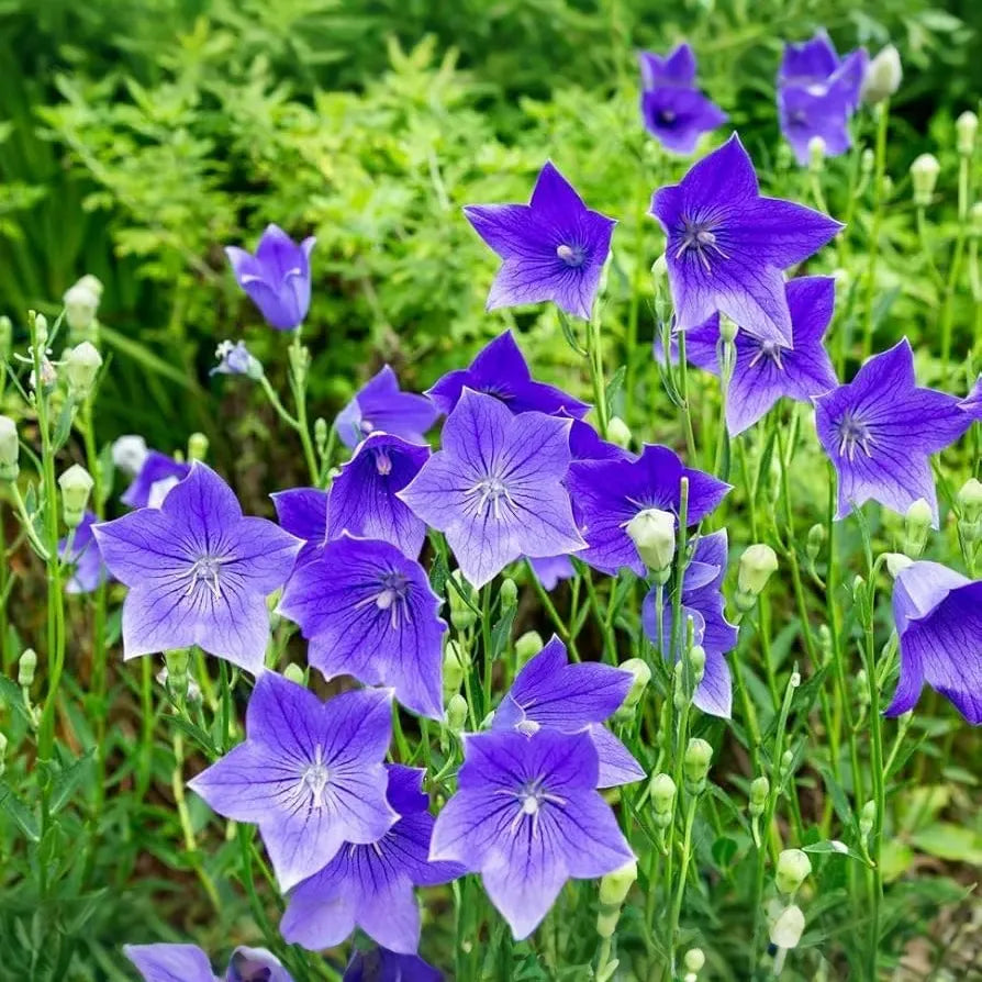1,000 Balloon Flower Seeds (Platycodon grandiflorus) – Toraji, Chinese Bellflower, Non-GMO, Perennial, Easy to Grow, !