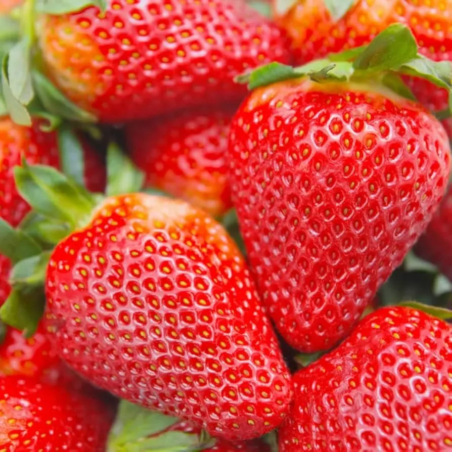 12 Bare Root Pack Seascape Everbearing Strawberry Plants | Sweet, Juicy Berries | Zones 4-9