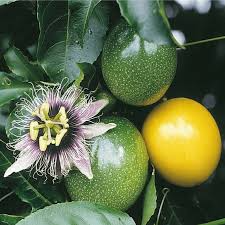 Passiflora Edulis Passion Fruit Vine – 12” Live Plant with Pot, Ready to Grow