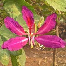 Bauhinia Purpurea Seeds – 10 Seeds for Planting, Purple Orchid Tree, Tropical Flowering Tree, Fast-Growing, Landscape Favorite