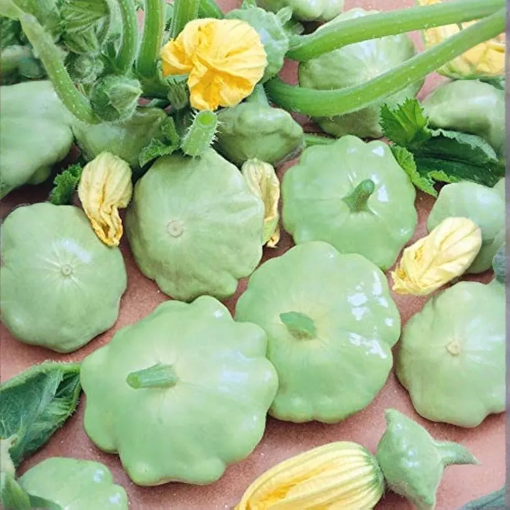 30 Benning’s Green Tint Squash Seeds – Heirloom, Non-GMO, High-Yield Patty Pan