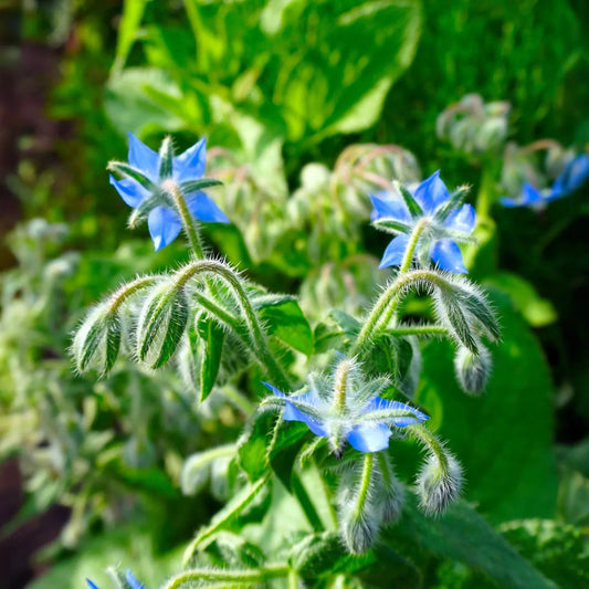 Borage Seeds | 100 Seeds | Heirloom - Non-GMO | Cucumber-Flavored Herb | Edible Blue Flowers | USDA Zones 3-10 |