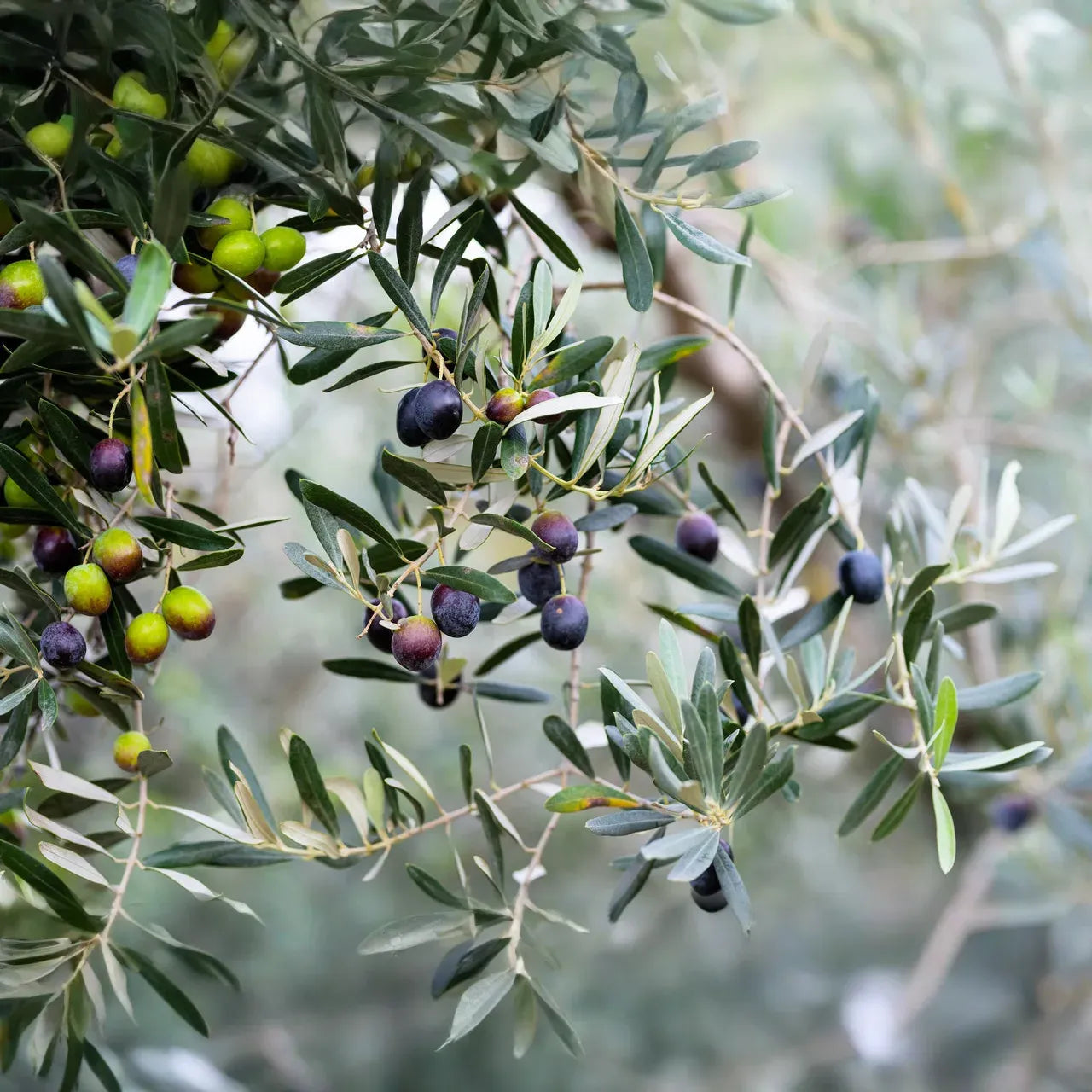 10 Canino Olive Tree Seeds (Olea europaea) – Mediterranean Edible Fruit, Heirloom Variety