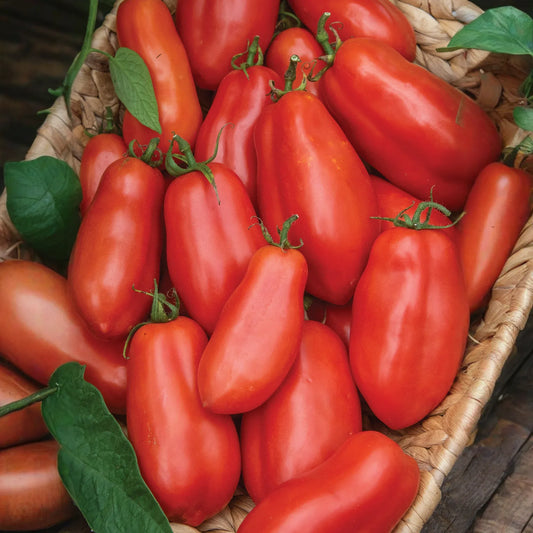 Tomato San Marzano Seeds – 100mg for Planting, Heirloom Variety, Meaty & Flavorful, High Yield, Great for Sauces Canning, Garden Containers