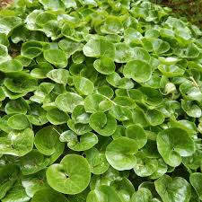 Wild Ginger Seeds – Asarum canadense – 100mg for Planting, Native Groundcover, Heart-Shaped Leaves, Shade-Loving Woodland Plant