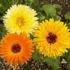 Pacific Beauty Mix Calendula (Calendula officinalis) | 50-1000 Seeds – Bright, Vibrant Blooms for Gardens