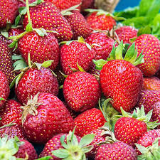 Honeoye Strawberry Plants - 12 Bare Root Sweet Berry Plants for Zones 4-9 - High-Yield & Juicy Fruit