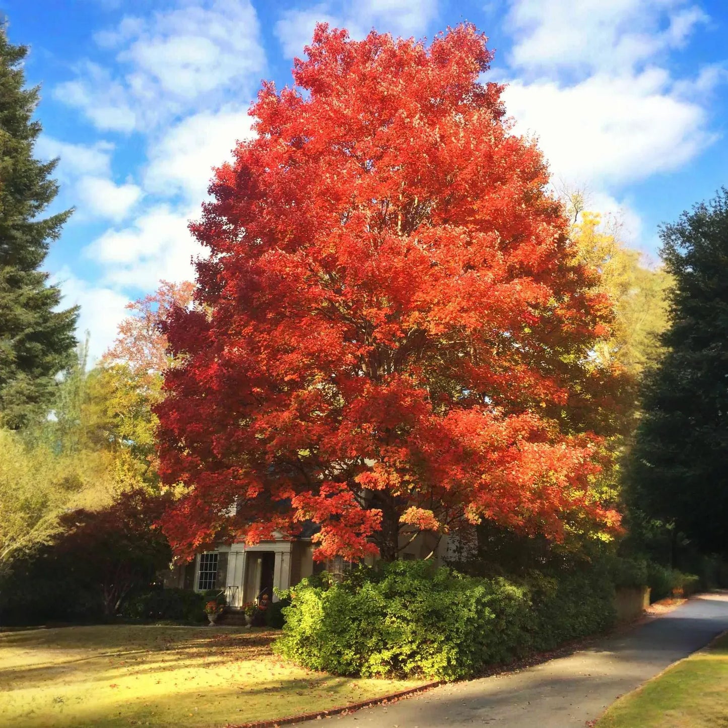 Red Maple Tree Seedlings - 8-12" Live Starter Trees for Planting, Hardy Shade Trees, Landscaping Favorites, Grown in the USA