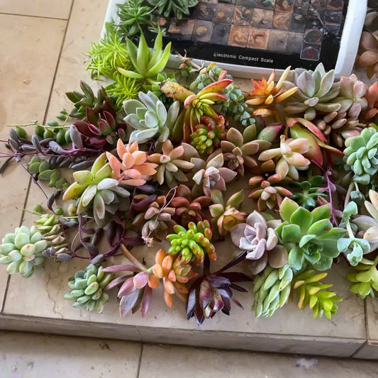 25+ Assorted Succulent Unrooted Cuttings (1.5-2 inches) | Echeveria, Aloe, Sedum, Crassula | Ideal for Propagation & DIY Projects
