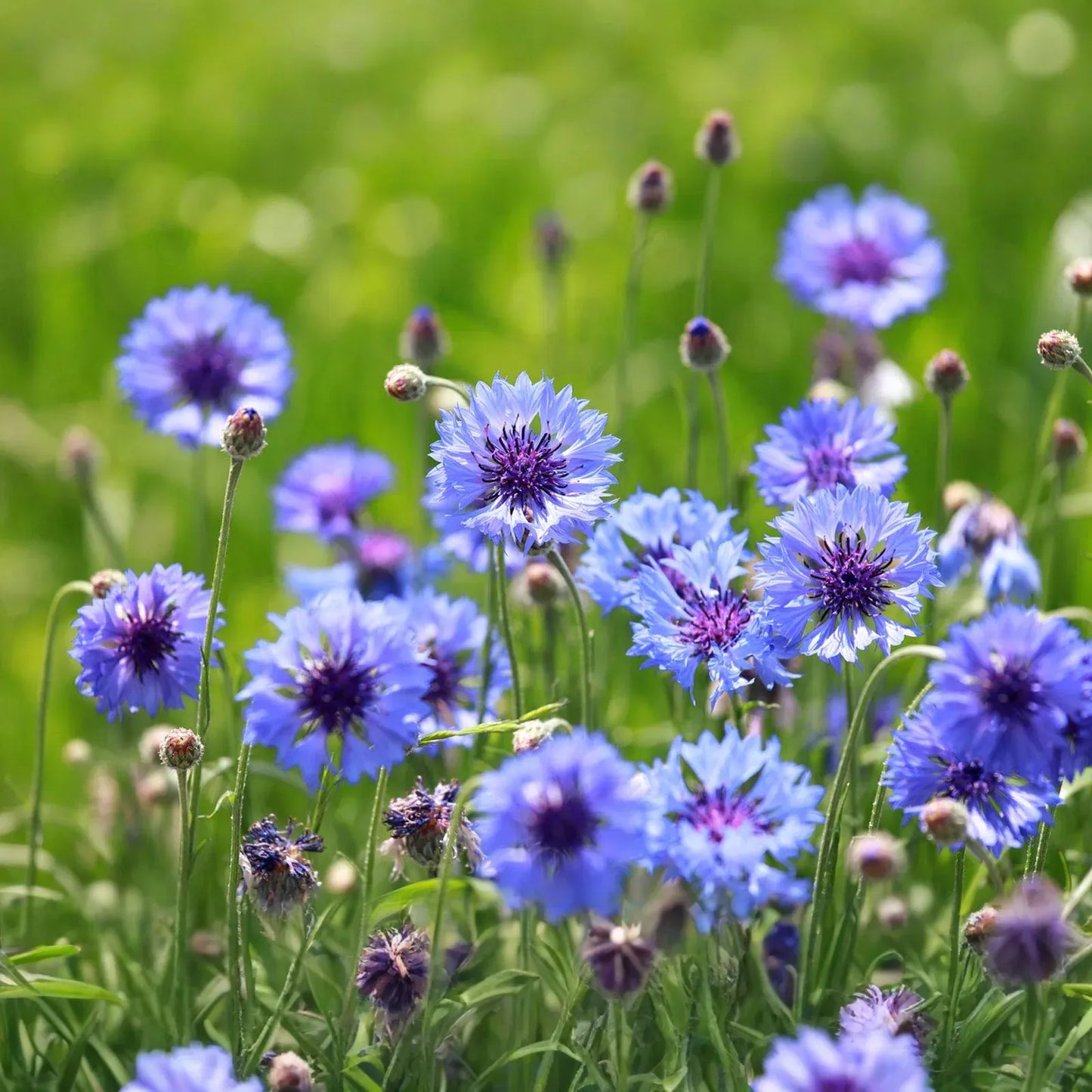 200 Seeds Cornflower / Bachelor Button MAUVE Heirloom Flowers - Centaurea Cyanus Non-GMO, Spring Plant, Easy to Grow, Garden Flower Seeds