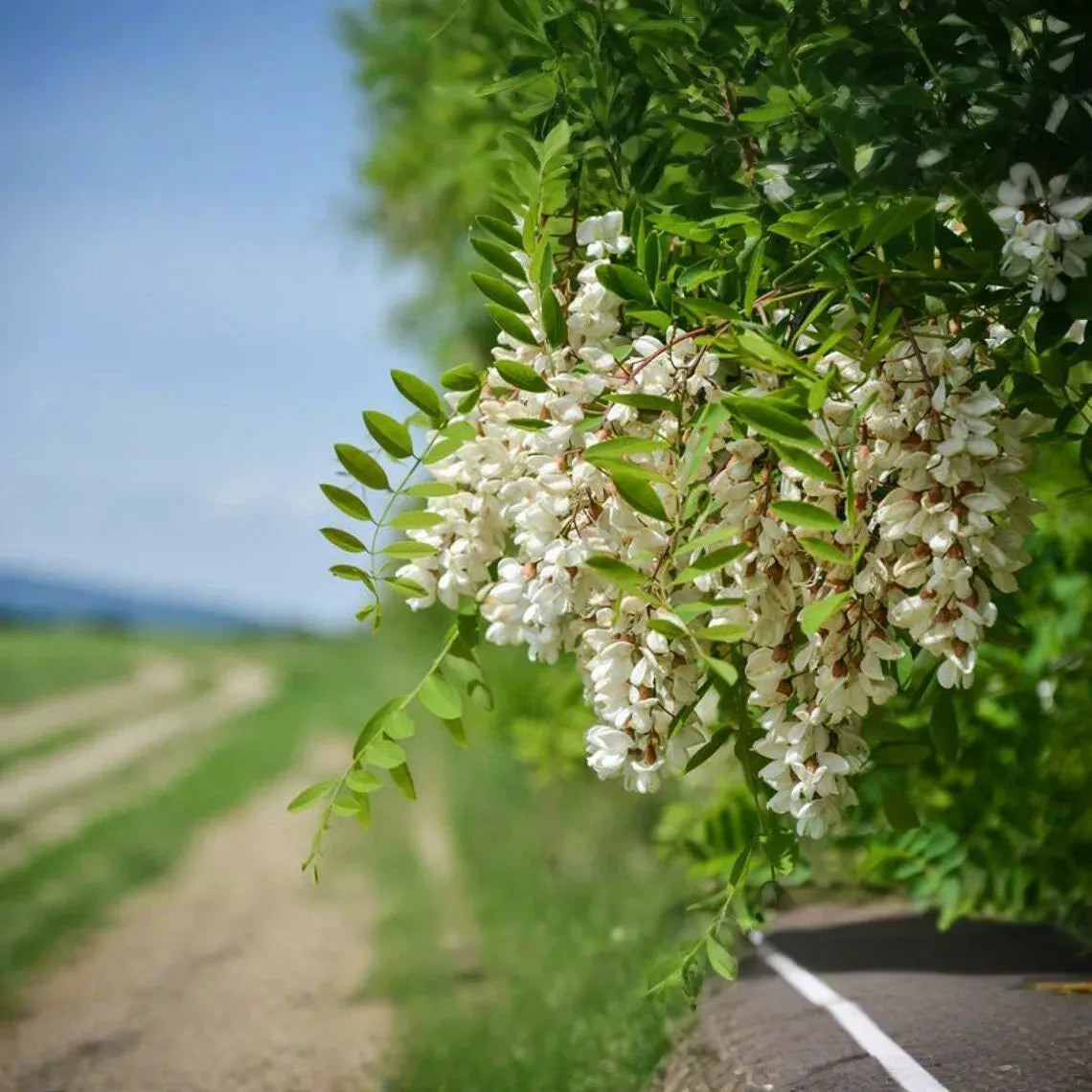 1 Flowering Black Locust Tree (Robinia pseudoacacia) Live Bare Root Plant 2-3 Feet