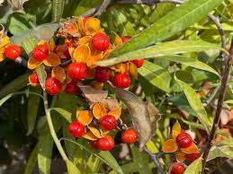 American Bittersweet Seeds – Celastrus scandens – 500mg for Planting, Native Climbing Vine, Bright Berries, Ornamental Fall Color