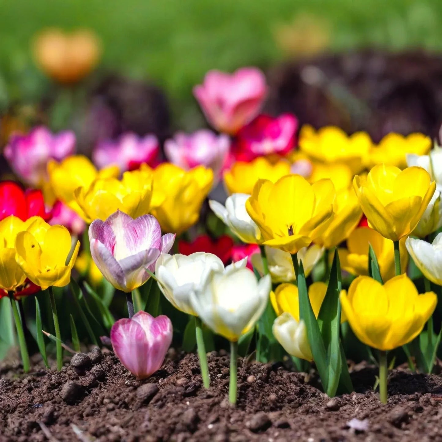 Tulip Pastel Romance Mix - 5 Bulbs, Pink, Purple, White, Salmon Yellow Blooms, Perfect for Gardens, USDA Zones 3-8