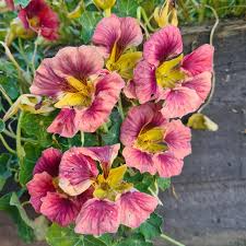 Purple Emperor Nasturtium Seeds – 50+ Dusky Rose Blooms – Trailing Annual for Ground Cover, Hanging Baskets & Containers – USA