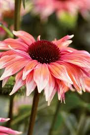 200+ Meadow Mama Coneflower Seeds – Unique Pink & White Petals for Garden Planting, Drought-Tolerant Pollinator Flowers – USA